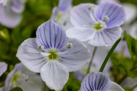 Blue flowers veronica chamaedrys close up on a meadow in sunny weather.の写真素材