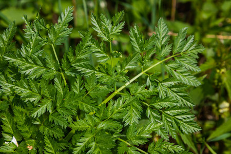 Green leaves for background, texture of nature. The concept of spring, environmental protection.の写真素材