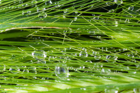 Large beautiful drops of transparent rain water on a green leaf macro. Drops of dew in the morning glow in the sun. Beautiful leaf texture in nature. natural background.の写真素材