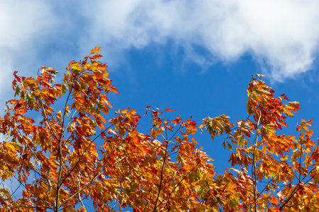 Yellow leaves on autumn trees against the blue sky.
