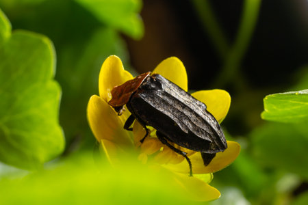 a carrion beetle - Oiceoptoma thoracica sits on a yellow flower in early spring in the forest.の写真素材