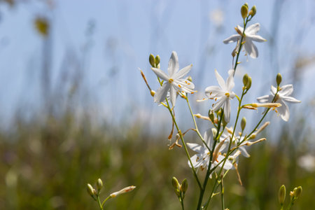 Fragile white and yellow flowers of Anthericum ramosum, star-shaped, growing in a meadow in the wild, blurred green background, warm colors, bright and sunny summer day.の写真素材