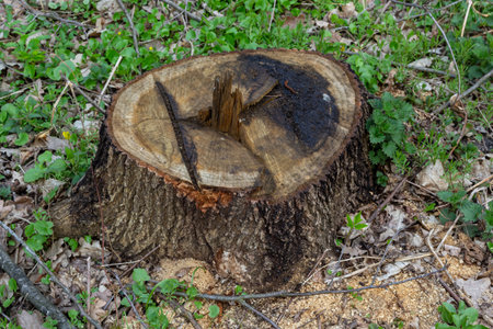 A tree stump in a spring forest, ecological problems associated with deforestation.