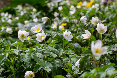The many white wild flowers in spring forest. Blossom beauty, nature, natural. Sunny summer day, green grass in the park. Anemonoides nemorosa.の写真素材