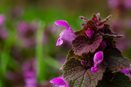 Deaf nettle blooming in a forest, Lamium purpureum. Spring purple flowers with leaves close up.の写真素材
