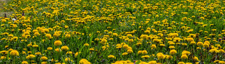 Green field with yellow dandelions. Closeup of yellow spring flowers on the ground.