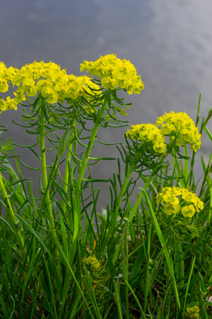 Euphorbia cyparissias, cypress spurge greenish flowers closeup selective focus.の写真素材