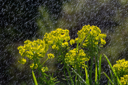 Euphorbia cyparissias, cypress spurge greenish flowers closeup selective focus.