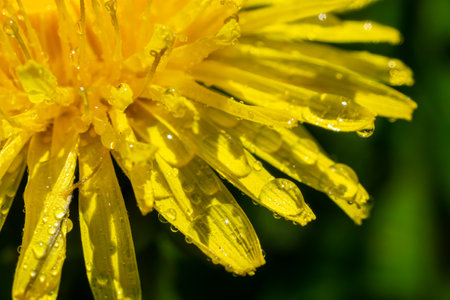 Dandelion flowers on a green meadow in spring. Dandelion flower background.の写真素材