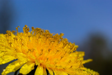 Yellow daisies bloom after the rain and the pollen grains are covered with water droplets.の写真素材