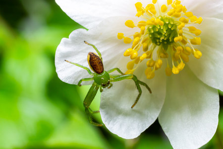 The Green Crab Spider, Diaea dorsata, hunts for prey on a white wood anemone flower.の写真素材