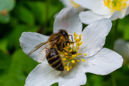 Bee, Western honey bee - Apis mellifera, with pollen sits on the flower of wood anemone.