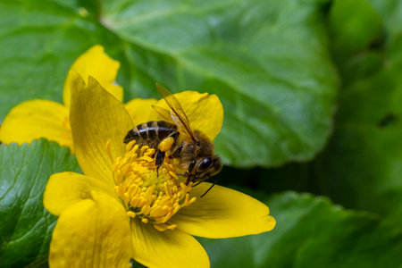 Honey bee on Yellow wood Anemone, Anemonoides ranunculoides. nature awakening in spring.の写真素材