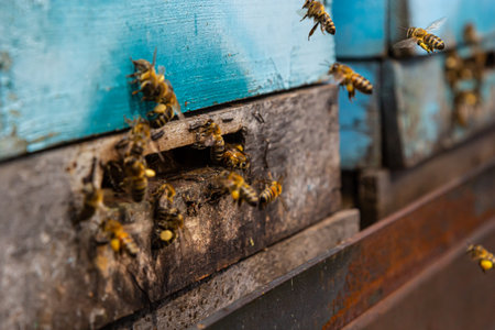 Group of bees near a beehive, in flight. Wooden beehive and bees. Bees fly out and fly into the round entrance of a wooden vintage beehive in an apiary close up view.の写真素材