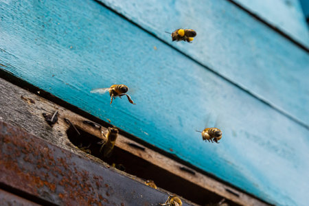 Group of bees near a beehive, in flight. Wooden beehive and bees. Bees fly out and fly into the round entrance of a wooden vintage beehive in an apiary close up view.の写真素材