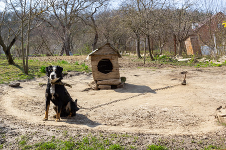 Black mongrel dog on chain on old weathered wooden kennel background on rural backyard at summer day.の写真素材