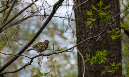 A song thrush perched happily upon a tree branch as it observes the park, Turdus philomelos.の写真素材