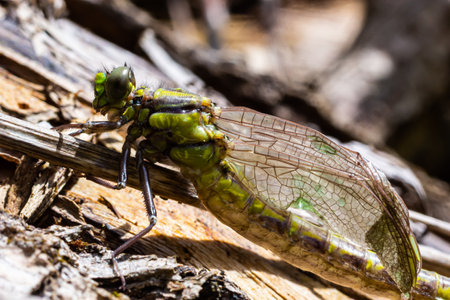 Dragonfly Gomphus vulgatissimus in front of green background macro shot with dew. on the wings. Blue flowers in the morning of a sunny summer day.の写真素材