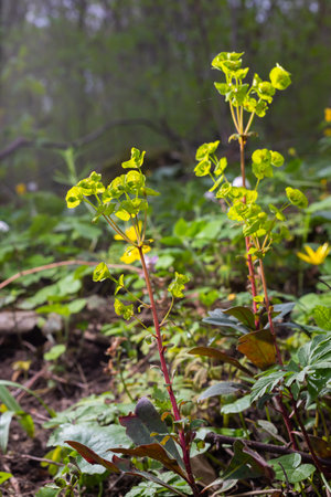 Close up of the yellow flowers of Cypress spurge Euphorbia cyparissias or leafy spurge Euphorbia...