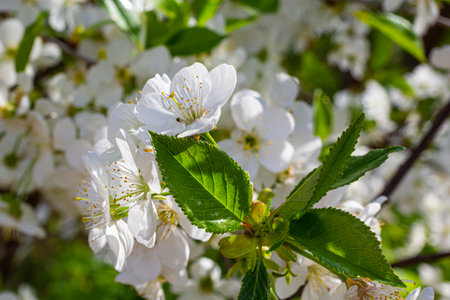 Selective focus of beautiful branches of cherry blossoms on the tree under blue sky, Beautiful...