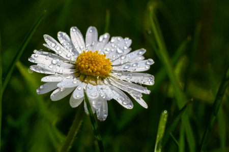 Macro image of dewy Daisy flower or Bellis perennis from Asteraceae family, close up of blooming spring meadow flowers.の写真素材