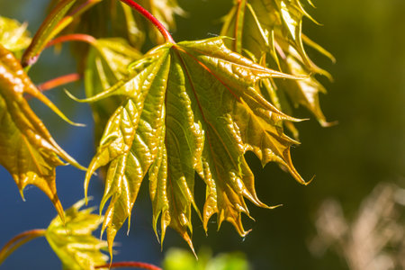 Young spring Green fresh maple leaves in macro. Summer sunny day, background image, spring concept.の写真素材