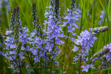 Closeup on the brlliant blue flowers of germander speedwell, Veronica prostrata growing in spring in a meadow, sunny day, natural environment.の写真素材