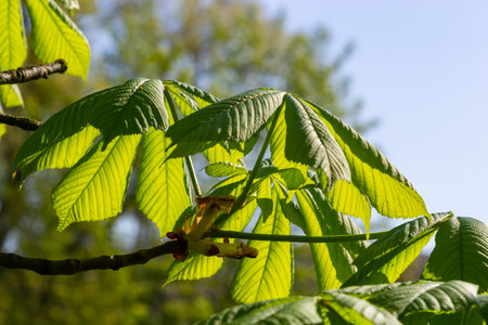 Green Chestnut Leaves in beautiful light. Spring season, spring colors. Aesculus hippocastanum, the horse chestnut.の写真素材