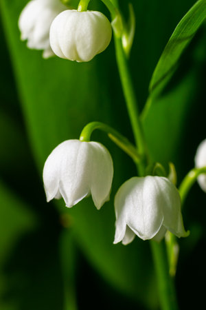 Lily of the Valley flowers Convallaria majalis with tiny white bells. Macro close up of poisonous flowering plant. Springtime herald and popular garden flower.の写真素材