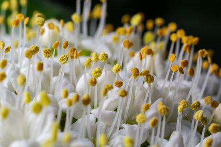 Woolly snowball, Viburnum lantana, flowers in a close-up.の写真素材