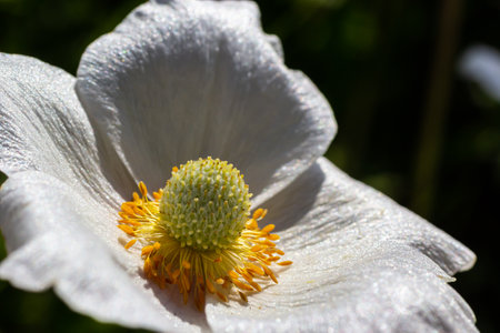 White spring flowers in green grass lawn. white anemone flowers. Anemone sylvestris, snowdrop anemone, windflower.の写真素材