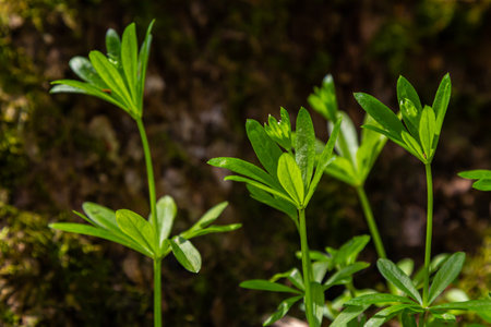 Woodruff covers the ground under the trees galium odoratum.