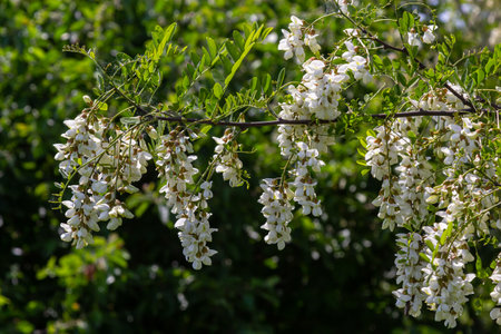 Abundant flowering acacia branch of Robinia pseudoacacia, false acacia, black locust close-up. Source of nectar for tender but fragrant honey. Locust tree blossom - Robinia pseudoacacia.の写真素材