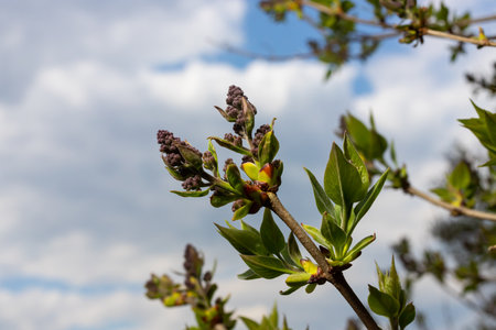 Branches with Lilac buds. Purple Syringa tree flower. Young leaves and buds of lilac. Blossoming buds of lilac.の写真素材