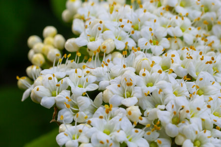 In the spring in the wild blossoms of viburnum, Viburnum lantana.の写真素材