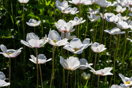 White spring flowers in green grass lawn. white anemone flowers. Anemone sylvestris, snowdrop anemone, windflower.の写真素材