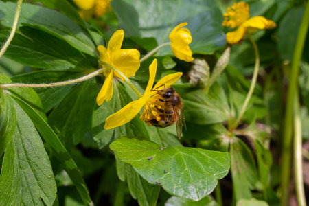 Honey bee on Yellow wood Anemone, Anemonoides ranunculoides. nature awakening in spring.