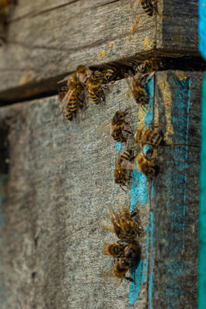 Group of bees near a beehive, in flight. Wooden beehive and bees. Bees fly out and fly into the round entrance of a wooden vintage beehive in an apiary close up view.の写真素材