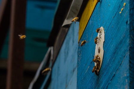 Group of bees near a beehive, in flight. Wooden beehive and bees. Bees fly out and fly into the round entrance of a wooden vintage beehive in an apiary close up view.の写真素材
