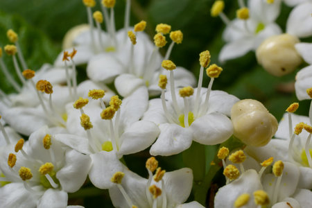 Woolly snowball, Viburnum lantana, flowers in a close-up.の写真素材