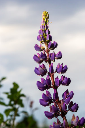 Summer wild flowers lupine in the meadow at sunset sunrise. Purple flowers lupinus, lupine, lupine. summer flower background.の写真素材