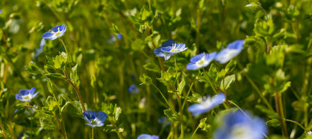 Blue flowers veronica chamaedrys close up on a meadow in sunny weather.の写真素材