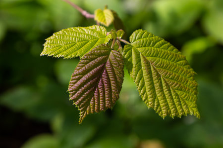 Fresh green Hazel leaves close up on branch of tree in spring with translucent structures against blurred background. natural background.の写真素材