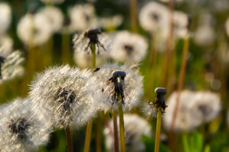 Delicate fluffy afterflowers of dandelions in the meadows on sunny spring days.の写真素材