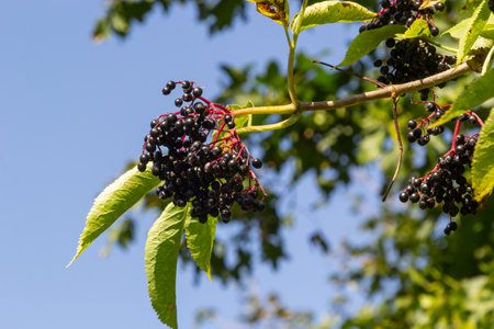 Sambucus nigra is a poisonous plant that can also be used medicinally.
