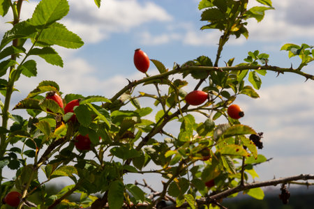 Rosa canina is a perennial plant of the rose family, a tall bush with arcuately hanging branches covered with strong hooked spines. Vitamin, medicinal, food, honey, ethereal, tannin-bearing, dyeing, decorative plant.の写真素材