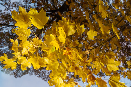 Autumn yellow maple leaf among green foliage. early autumn.の写真素材
