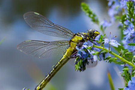 Dragonfly Gomphus vulgatissimus in front of green background macro shot with dew. on the wings. Blue flowers in the morning of a sunny summer day.の写真素材