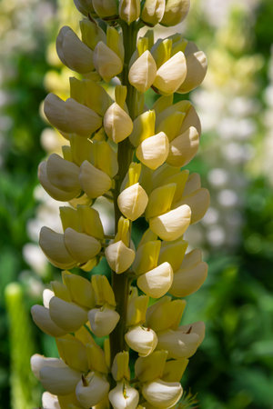 White tall Lupine flowers during spring blossom with selective focus and blurred background.の写真素材