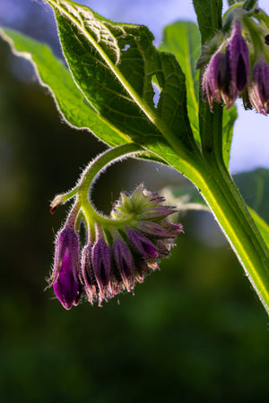 In the meadow, among wild herbs the comfrey Symphytum officinale is blooming.の写真素材